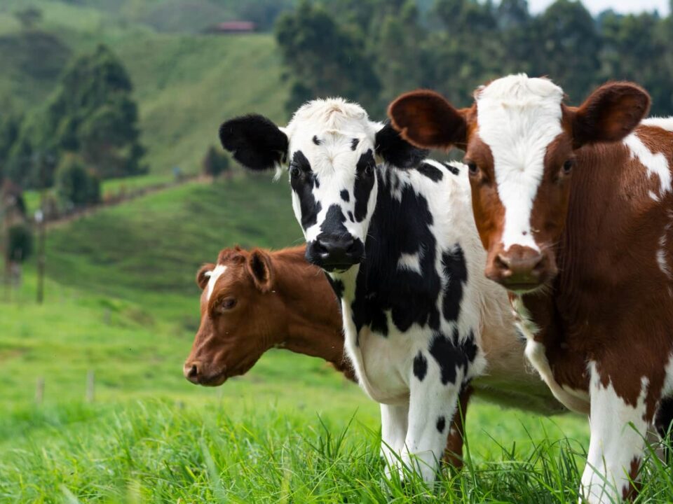 Types of Cattle Breeds