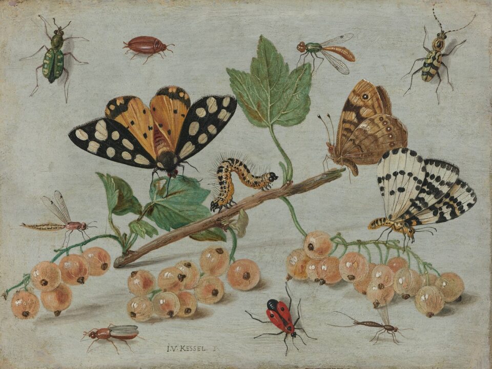 Types of Insects That Fly