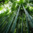 Different Types of Bamboo