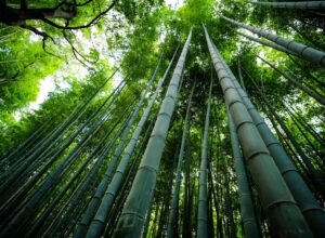 Different Types of Bamboo