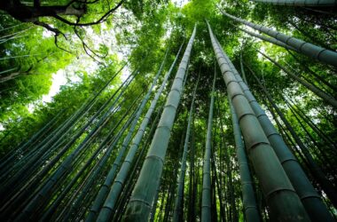 Different Types of Bamboo