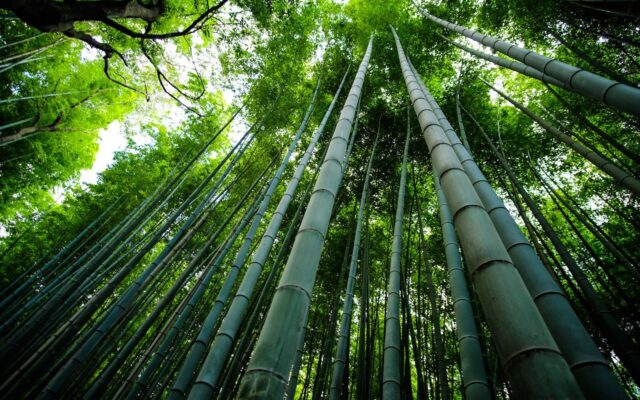 Different Types of Bamboo
