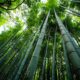 Different Types of Bamboo