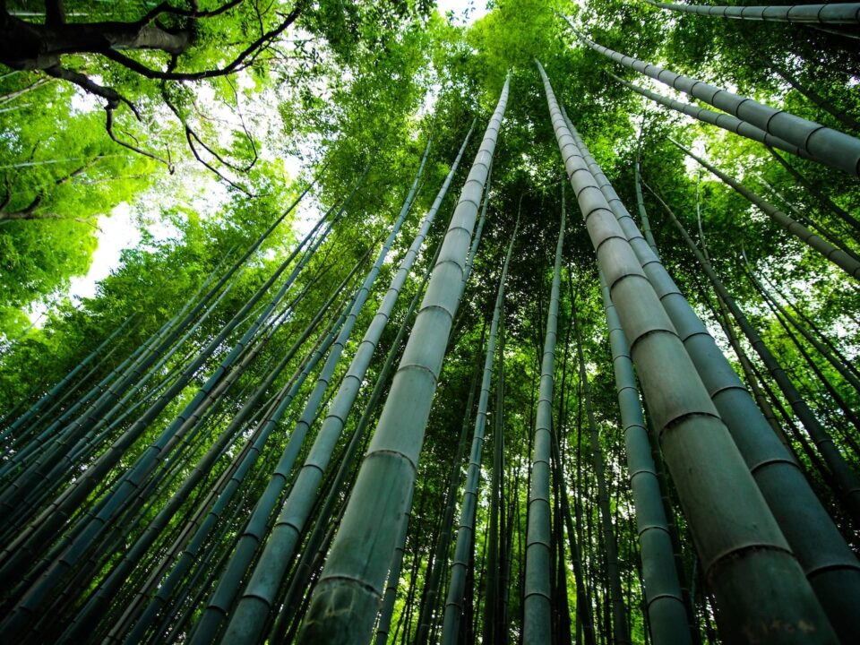 Different Types of Bamboo