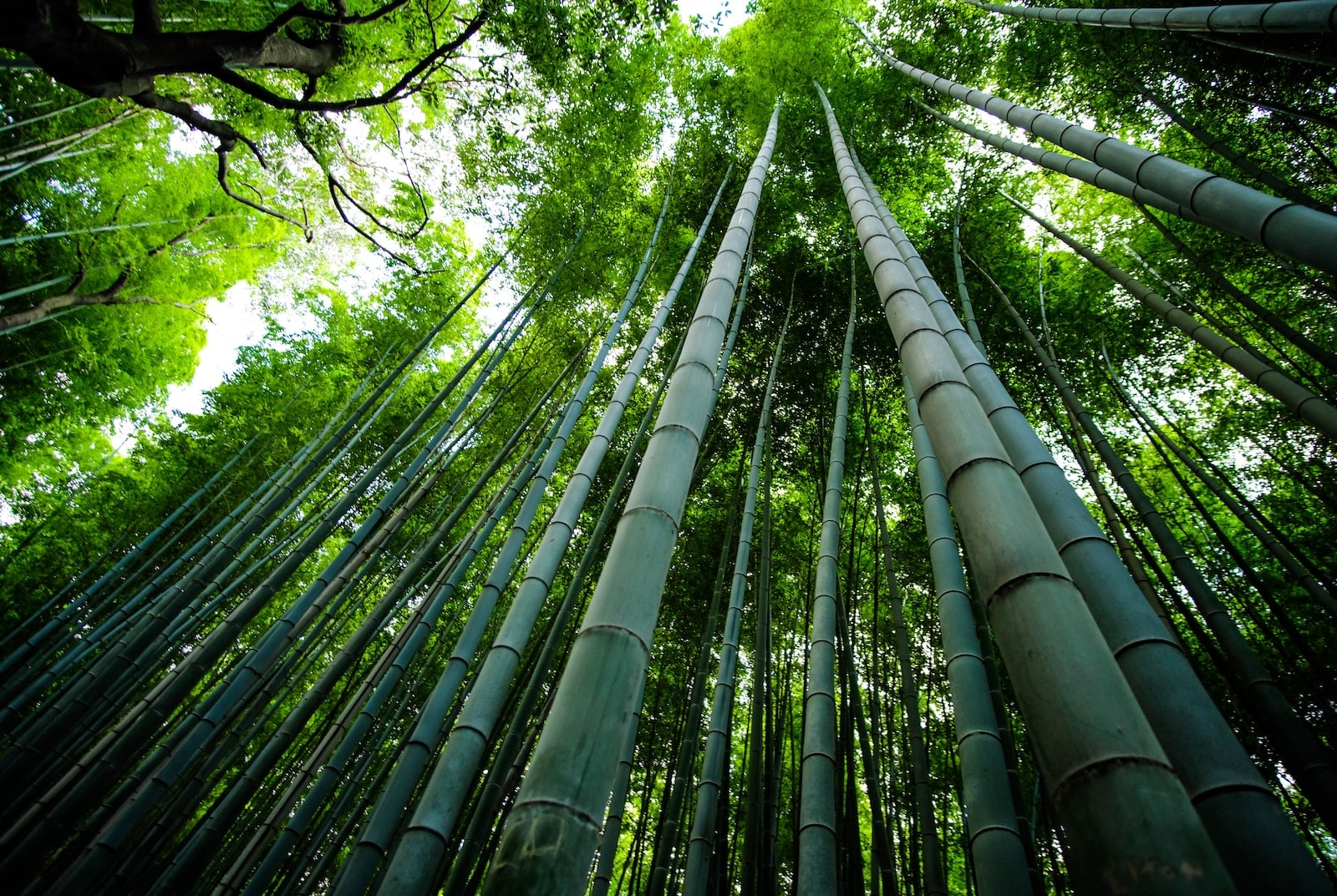 Different Types of Bamboo
