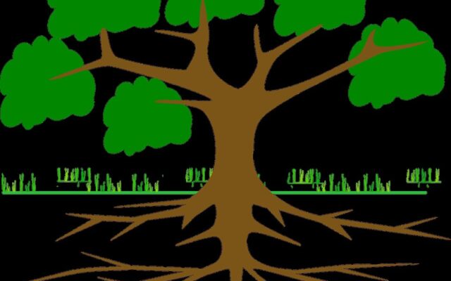 Different Types of Roots in Plants