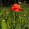 Growing Different Species of Poppies