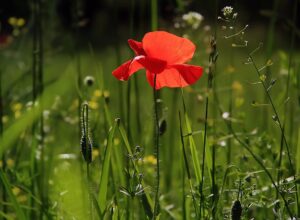 Growing Different Species of Poppies