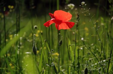 Growing Different Species of Poppies