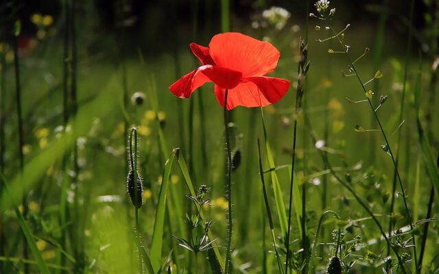 Growing Different Species of Poppies