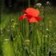 Growing Different Species of Poppies