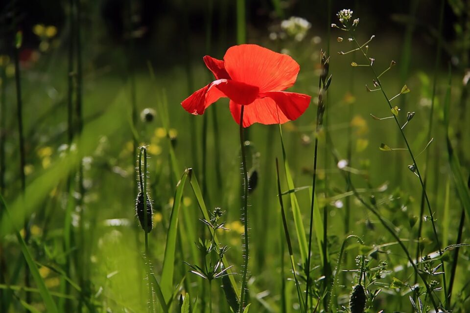 Growing Different Species of Poppies