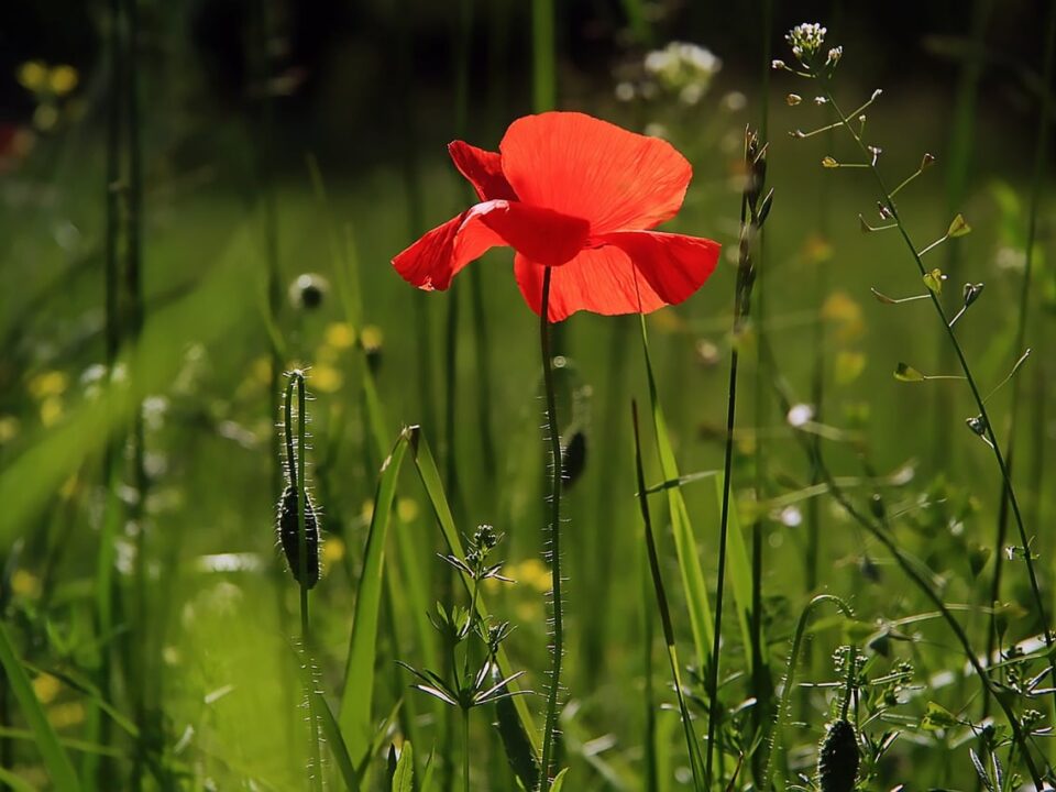 Growing Different Species of Poppies