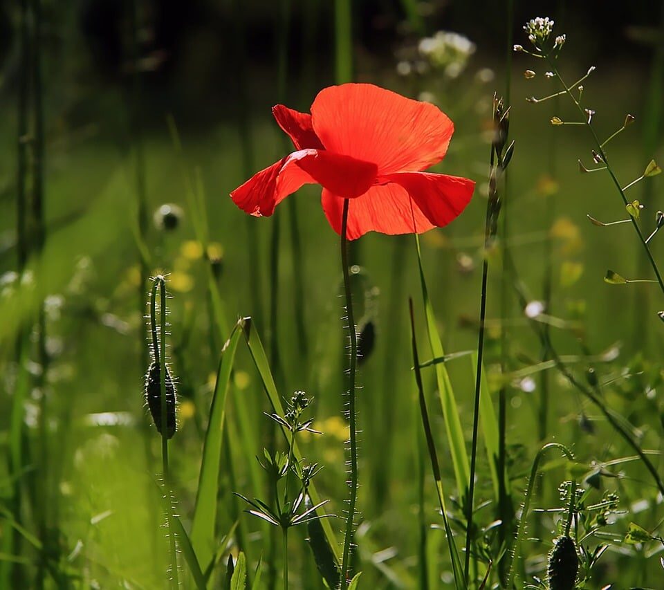 Growing Different Species of Poppies
