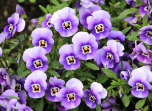 Growing Pansies and Violas in Your Neighborhood
