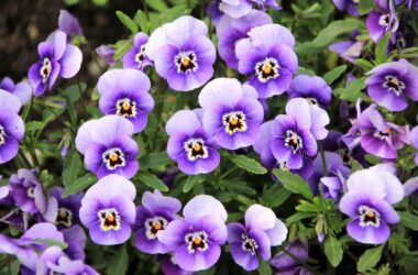 Growing Pansies and Violas in Your Neighborhood