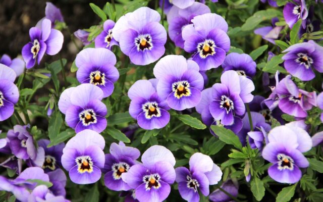 Growing Pansies and Violas in Your Neighborhood