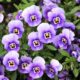 Growing Pansies and Violas in Your Neighborhood