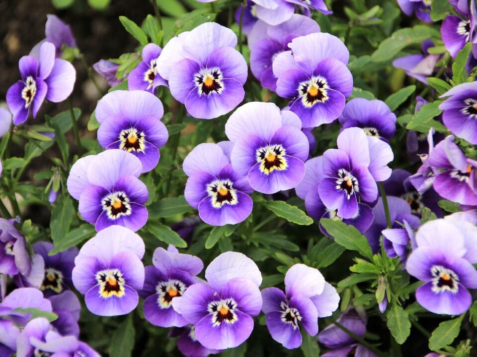 Growing Pansies and Violas in Your Neighborhood