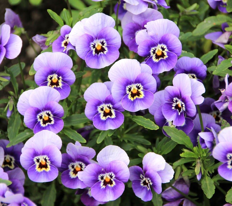 Growing Pansies and Violas in Your Neighborhood