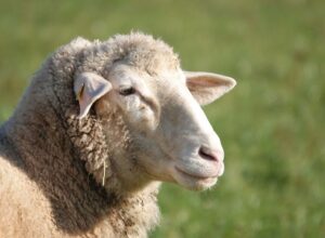 Most Popular Wool Producing Sheep Breeds