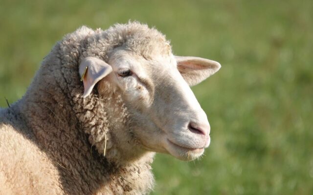Most Popular Wool Producing Sheep Breeds