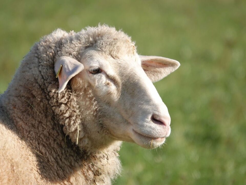 Most Popular Wool Producing Sheep Breeds