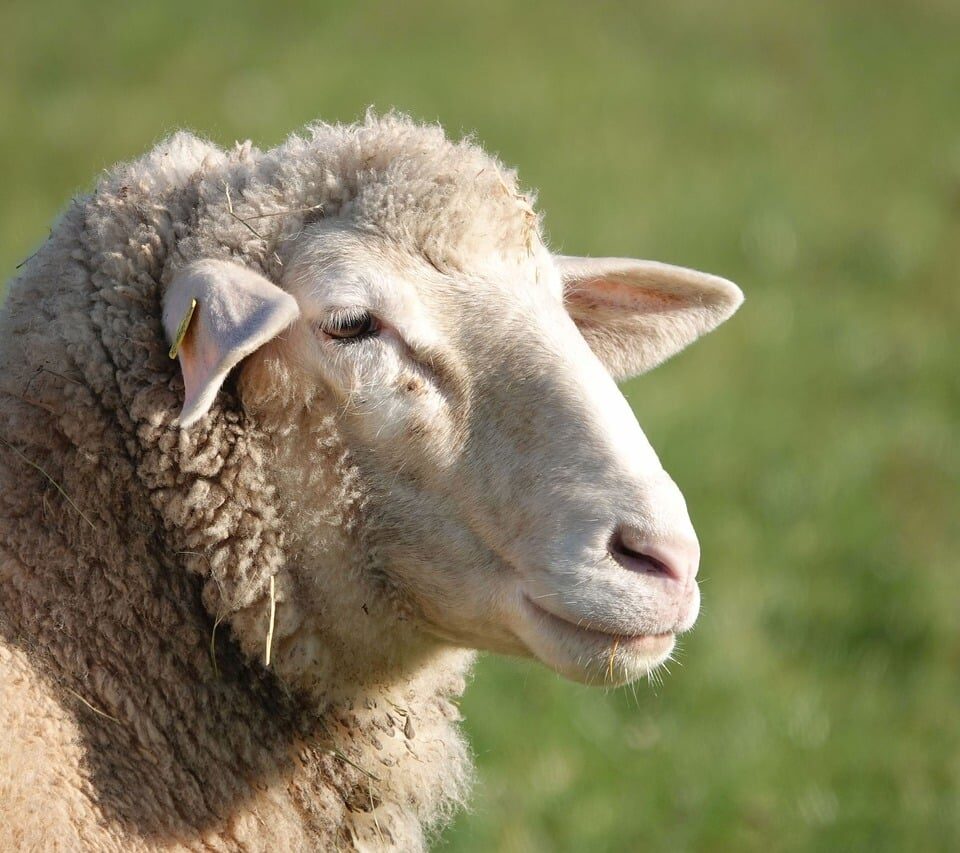 Most Popular Wool Producing Sheep Breeds