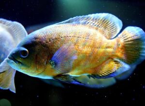 Oscar Fish Names
