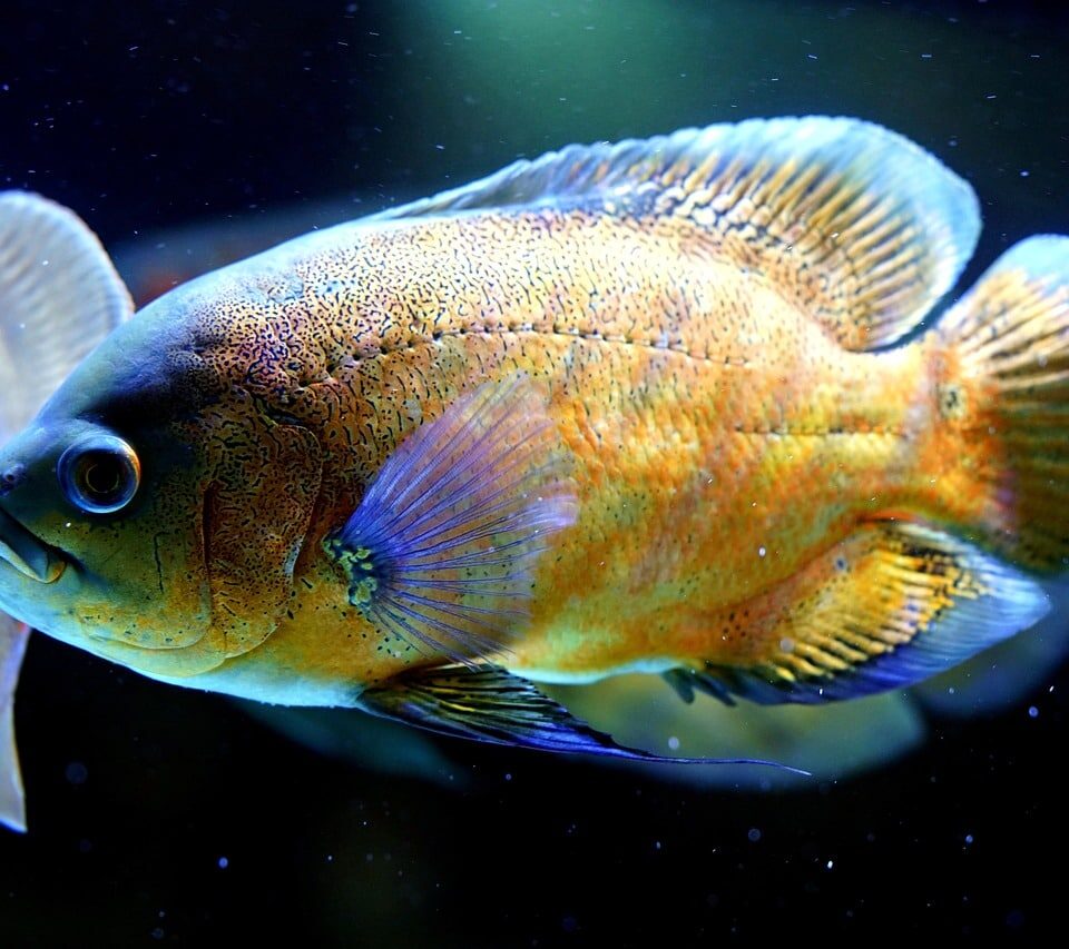 Oscar Fish Names