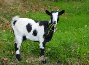 Small Goat Breeds