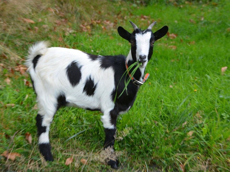 Small Goat Breeds