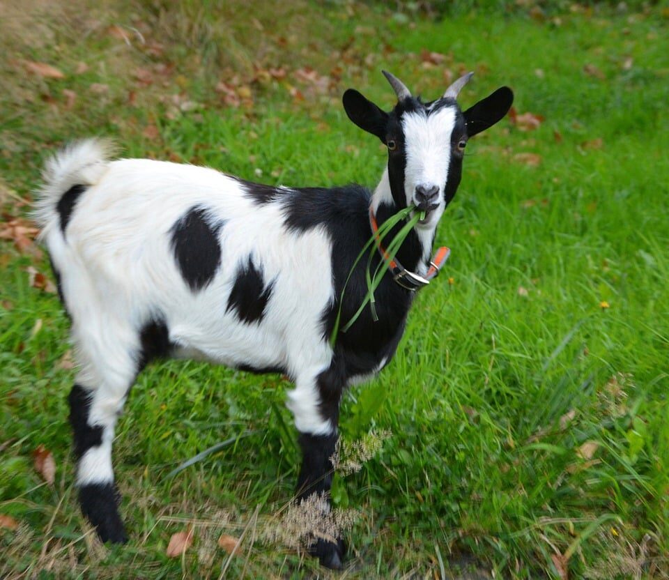 Small Goat Breeds