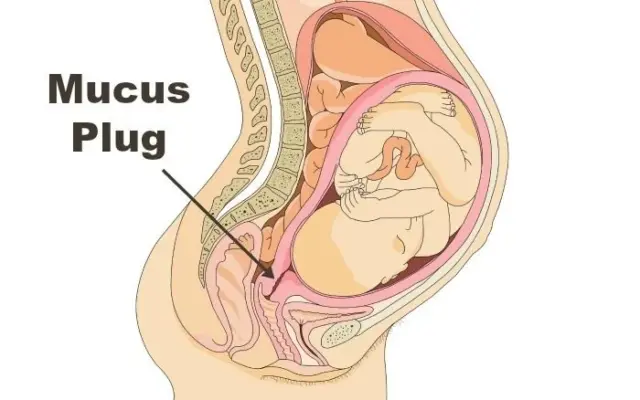 Can Having Sex Break Your Mucus Plug?