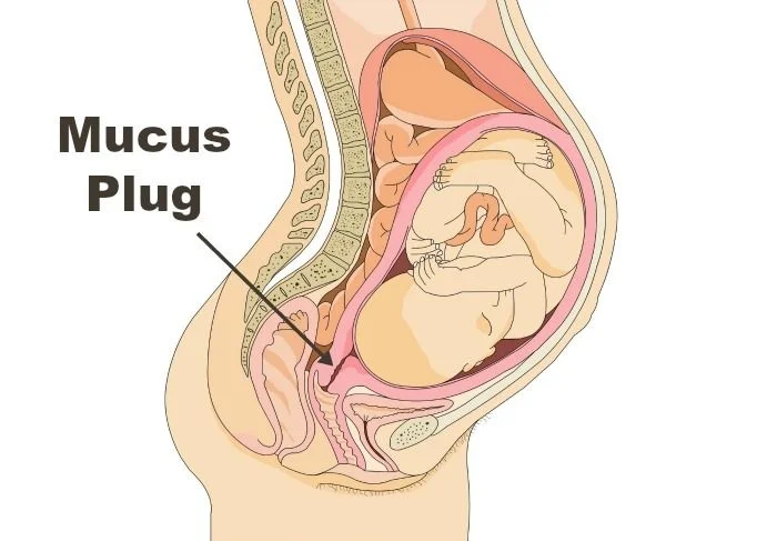 Can Having Sex Break Your Mucus Plug?