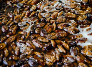 Can Cockroaches Live in Your Vagina
