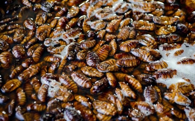 Can Cockroaches Live in Your Vagina