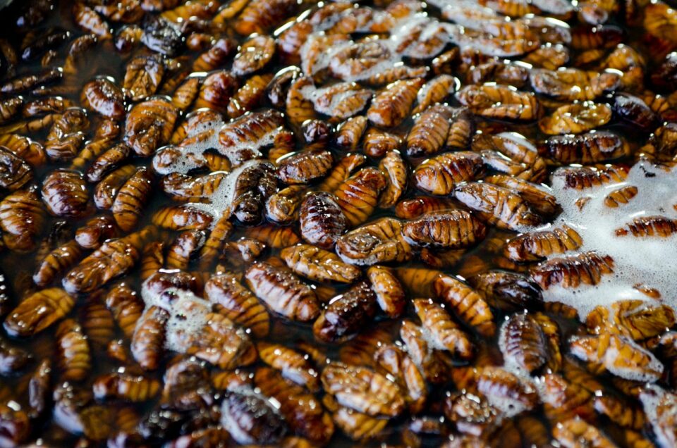 Can Cockroaches Live in Your Vagina