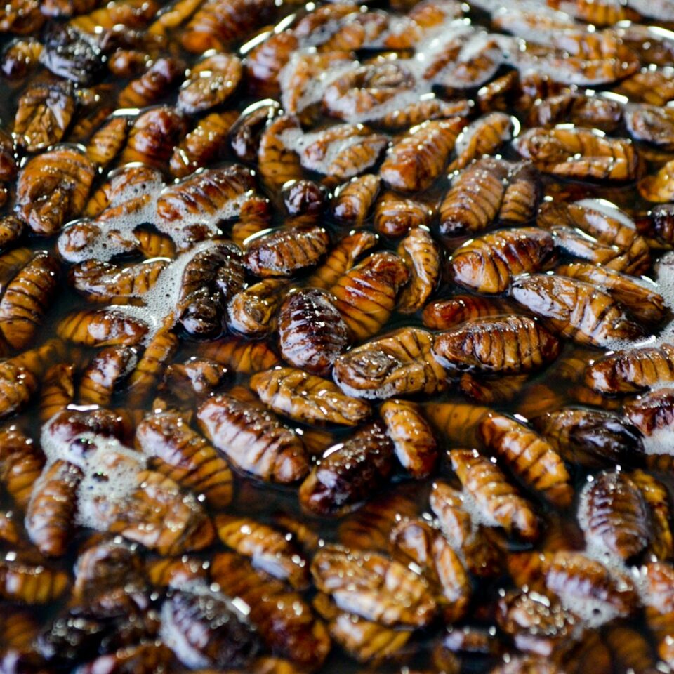 Can Cockroaches Live in Your Vagina