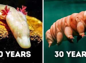 Animals That Can Survive Without Food for a Long Time