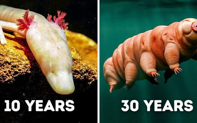 Animals That Can Survive Without Food for a Long Time