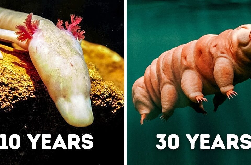 Animals That Can Survive Without Food for a Long Time