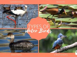 Different Types of Water Birds
