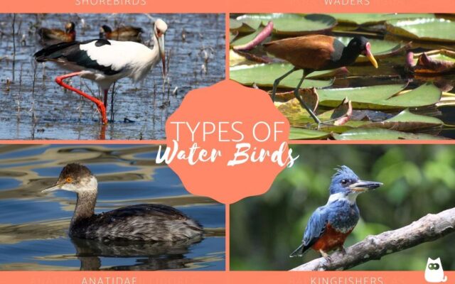 Different Types of Water Birds