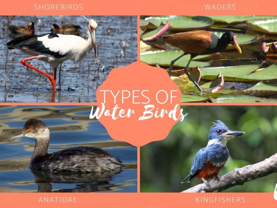 Different Types of Water Birds