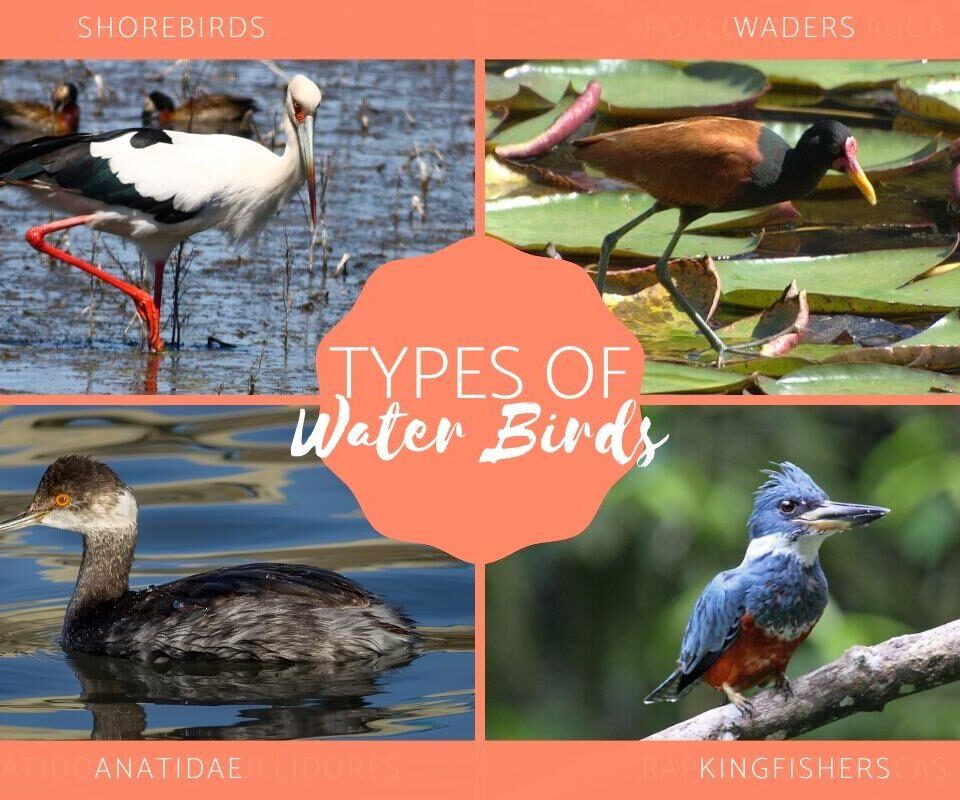 Different Types of Water Birds