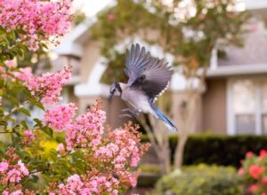 Des plantes grimpantes qui attirent les oiseaux