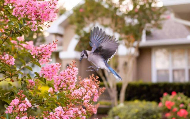 Des plantes grimpantes qui attirent les oiseaux