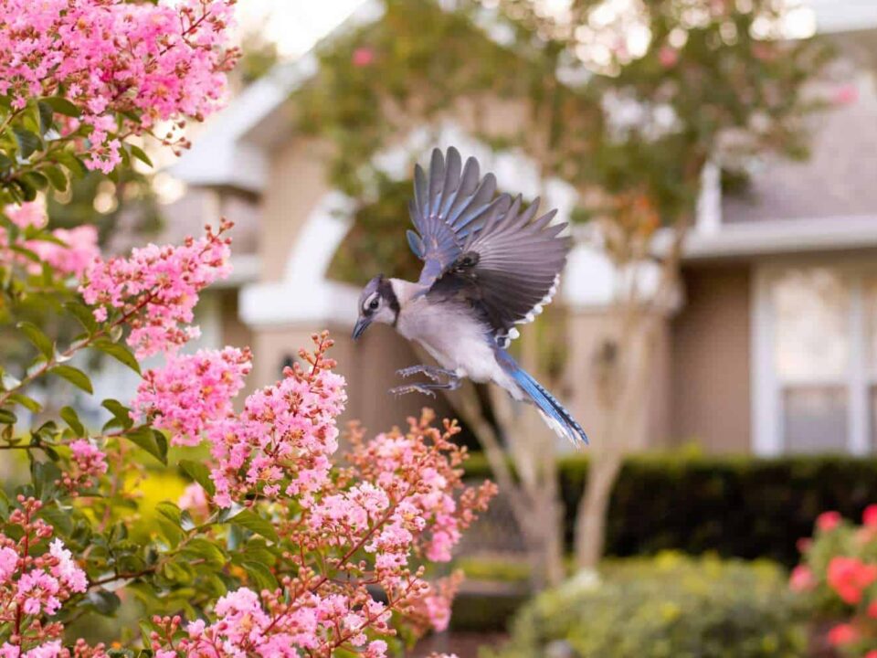 Des plantes grimpantes qui attirent les oiseaux