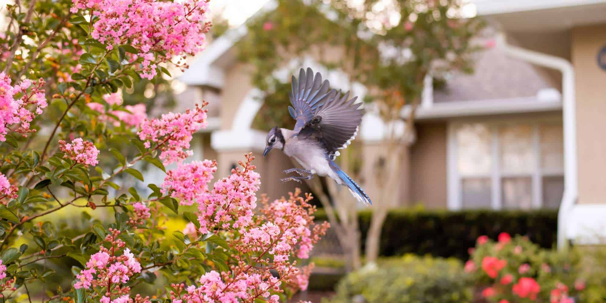 Des plantes grimpantes qui attirent les oiseaux